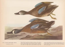 Audubon 1942 Vintage Birds #313 "Blue Winged Teal" Full Color Art Plate Litho