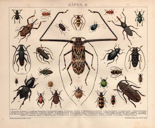 Coleotteri esotici stampa antica insetti entomologia coleotterologia insetti arte da parete - Foto 5 di 5