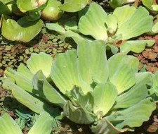 Schwimmpflanzen 5 Sorten für den Gartenteich gegen Algenwachstum