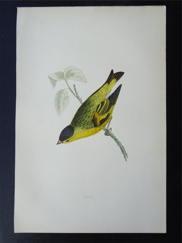 c1870 Antique Print THE SISKIN History of British Birds by F.O. Morris - Picture 2 of 3