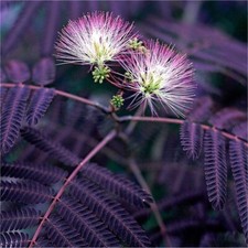 Albizia Julibrissin Summer Chocolate - Purple Silk Tree XL 3Lt Pot Tropical Look