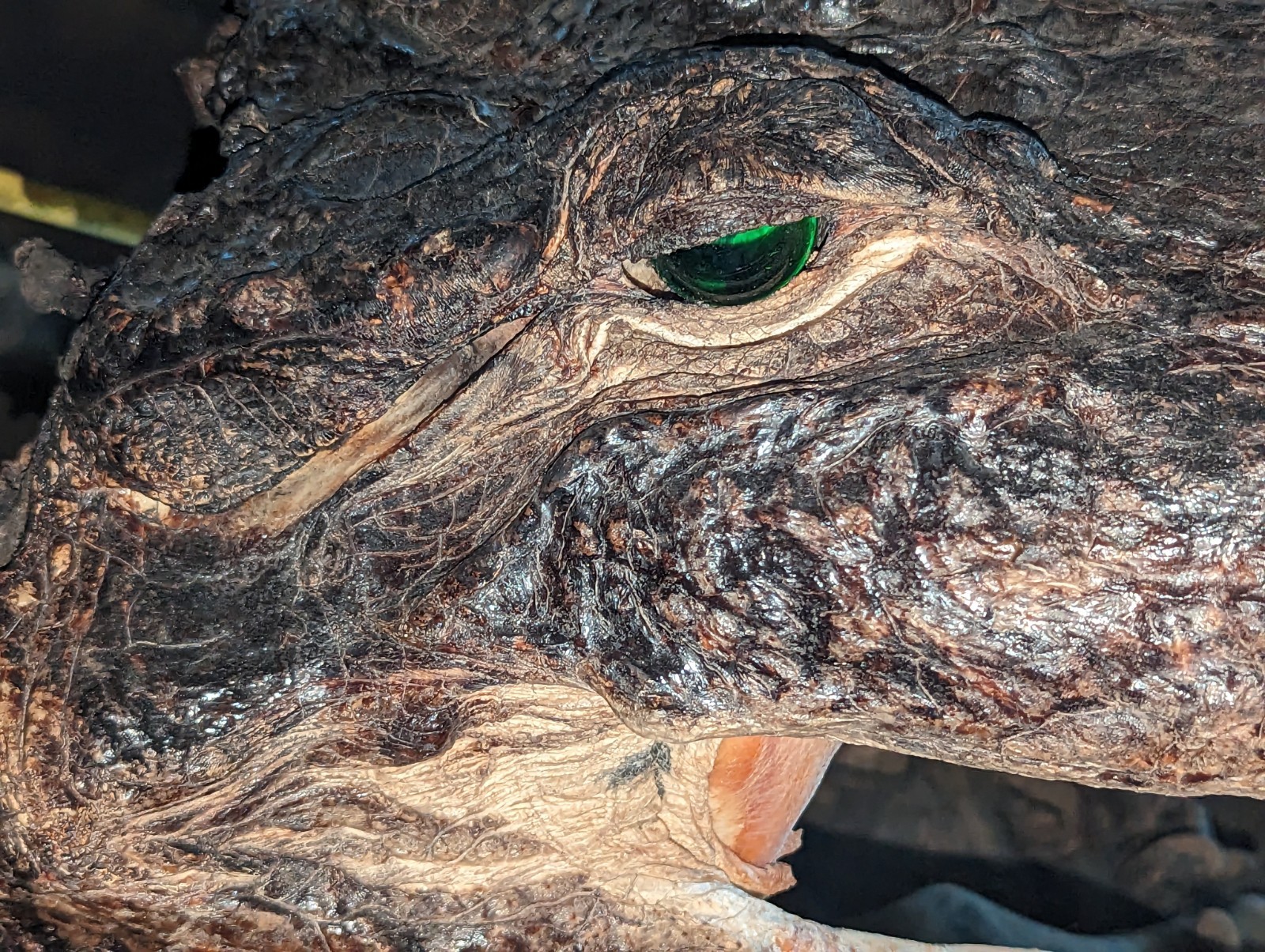 Taxidermy Alligator Gator Head Mount  Hunting Cabin Decor Lodge 16 Inches Long