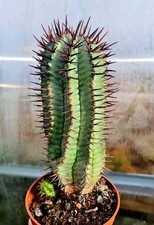 Euphorbia Horrida | cactus succulent plant in 10cm pot