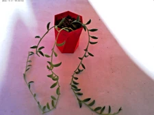 String of Dolphins Senecio peregrinus Succulent in Red 3-D printed container