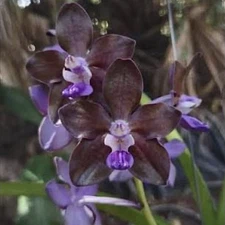 Orchid - Vanda tessellata x brunnea pudtarn x yip sum wah (hybrid) - Live Plant
