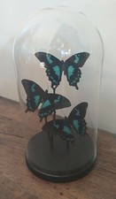 Blue Butterflies in Glass Dome Butterfly Display Gifts Handmade