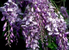 BLUE CHINESE WISTERIA LIVE PLANT HEIRLOOM PURPLE FLOWERS 1 to 2 ft. ROOTED VINES