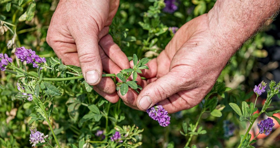 Lucerne / Alfalfa hay available in pet boxes delivered to your door eBay