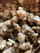 :  🌻 10 Premium Planting Tubers – French White Mammoth Jerusalem Artichokes 🌻