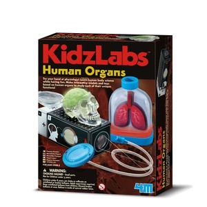 Human-Organs-Kit-by-4M