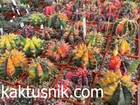 Gymnocalycium mihanovichii f.variegata mix 500seeds harvest 2025
