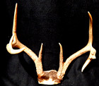 Deer Antler Rack Scull Cap 7-10 Point Lot D — photo 1