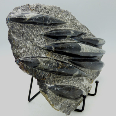 Fossil Carved Polished Black White Orthoceras Display Devonian Morocco + Stand