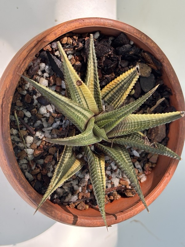 Haworthia limifolia variegated/Variegated succulent
