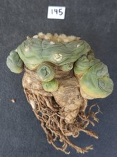 ONE(1) RARE Large Cactus sp koehresii or hybr...