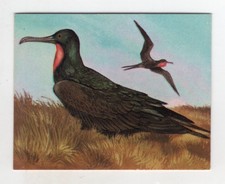 Greggs NZ aquatic birds 1974. Greater Frigate Bird