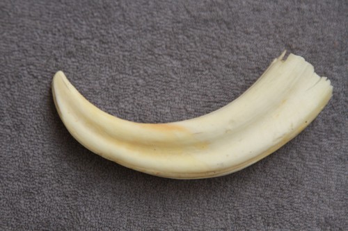 UN COLMILLO DE JABALÍ COMÚN REAL Phacochoerus africanus (diente, talla, pipa) - Imagen 4 de 12