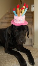 Dog Birthday Hat, Blue or Pink, Pet B-day Costume Hat for adorable photos