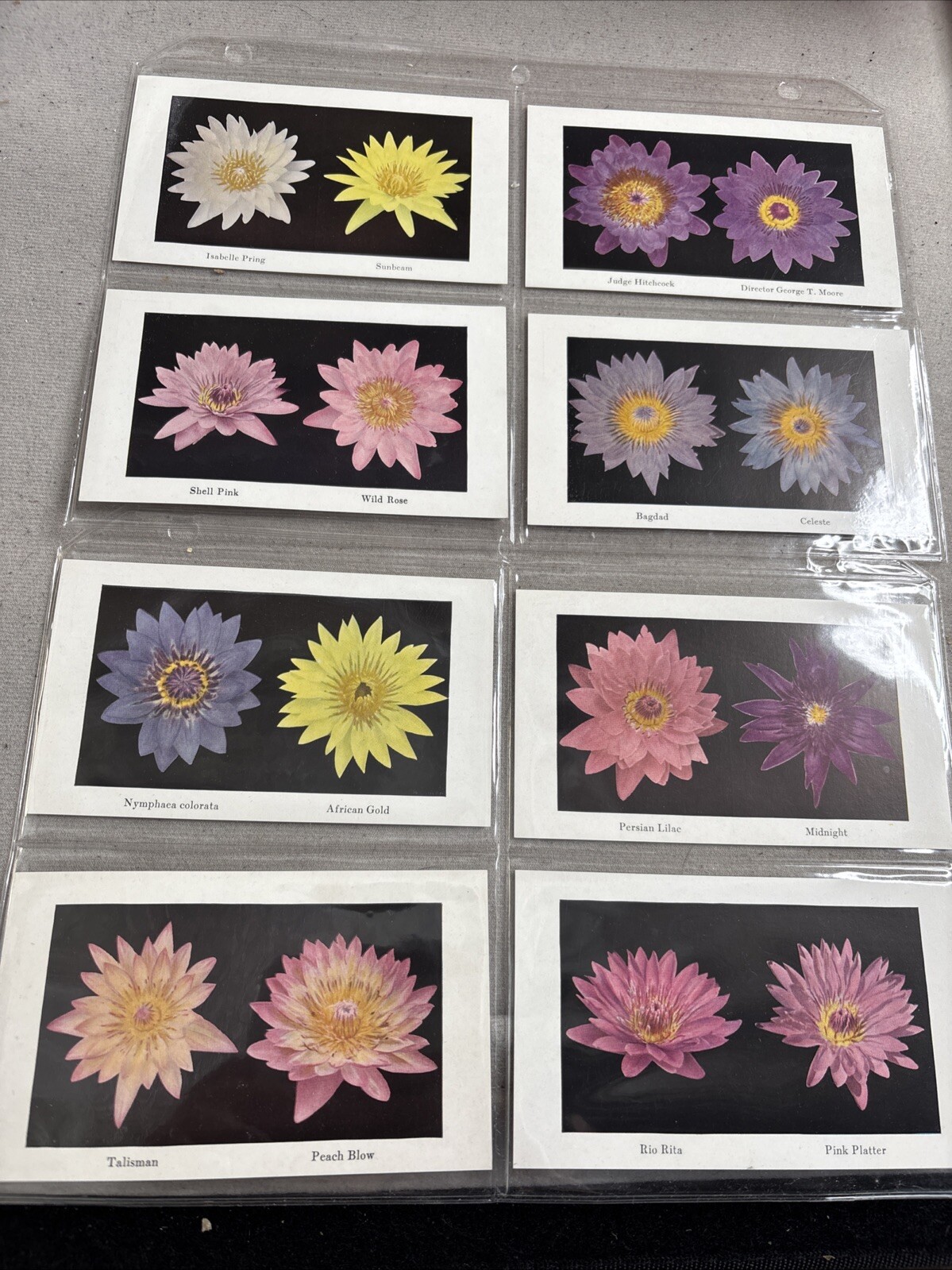 Lot Of 8 St Louis Missouri, Botanical Garden, Lilies, Vintage Souvenir Postcards