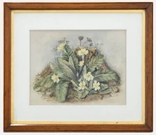 Framed Late 19th Century Watercolour - Wild Primrose