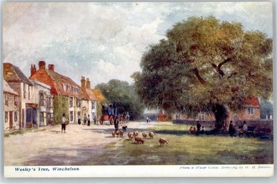 50959547 - Winchelsa Wesley´s Tree Grossbritannien und Nordirland