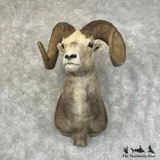 #31328 P | Stone Sheep Ram Taxidermy Shoulder Mount For Sale