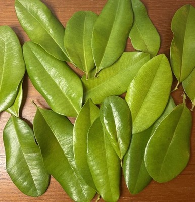 Bay Rum Plant Organic Fresh Leaves (Pimenta Racemosa) 20 Leaves