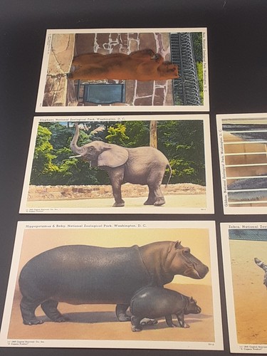 The National Zoological Park Washington D.C. Souvenir Books 1953 Post Cards bL - Picture 11 of 16
