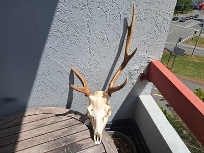 Sika Hirschschschädel; Cervus Nippon #6