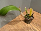 Blc. Cherry Suisse `Emily' FCC/AOS Cattleya Orchid Plant — photo 2
