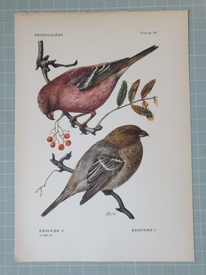 SCHÖNER VOGELDRUCK - KIEFER KREUZSCHNABEL