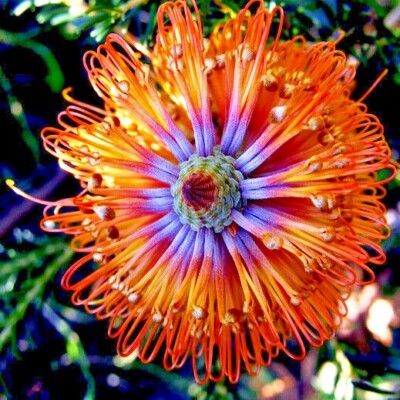 10 Lantern Fireworks (Banksia ericifolia) 