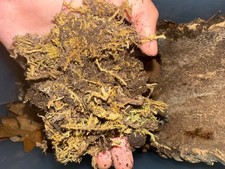 1 gallon of bioactive Tropical reptile substrate great for all tropical species