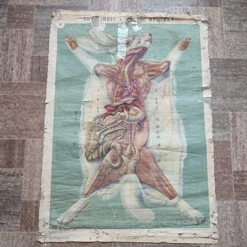 ODDITIES CURIOSITY ORIGINAL VINTAGE POSTER 1954 Rabbit Zoology