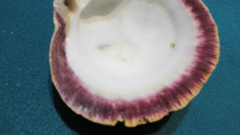 Red Orange Spiny Oyster Shell 4" - Image 4 of 4