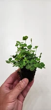 Variegated Four Leaf Clover Aquatic Marginal Pond Plant - Buy 2 Get 1 Free