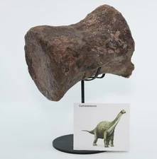 Camarasaurus Dinosaur Fossil Vertebra 5.5" 139mm 3051g Colorado CO COA 7127