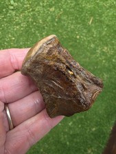 Nice Mosasaur Vertebrae Bones Cretaceous Dinosaur Fossil Ozan TX