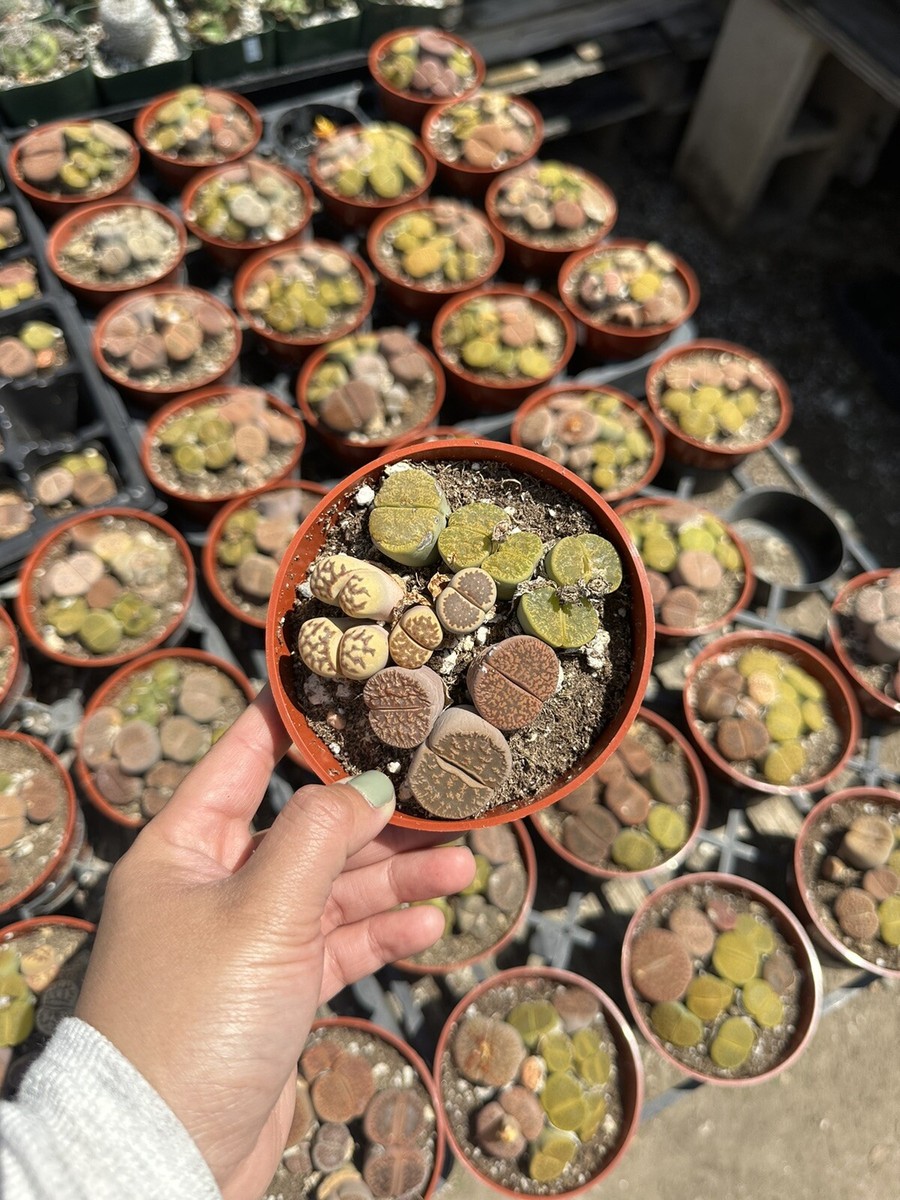 Live Lithops Plant -Living Stone In 4 Pot | eBay