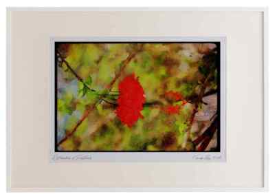 Wildblumen Pflanzen 013159 rote Blüten mit langen Staubblättern Aquarell Bild Fr