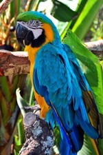 Macaw Parrot Yellow And Blue Bird Portrait Photograph Picture Print