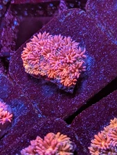 WYSIWYG RARE Multicolor Rainbow Goniopora Goni Long Polyp LPS SPS Zoa JF WWC TSA