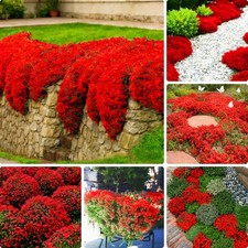 20000 Red Creeping Thyme Seeds Ground Cover Plant Seeds Perennial- Non-GMO Heir