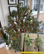 Giant Jade plant (Money Plant) - two large unrooted Cuttings
