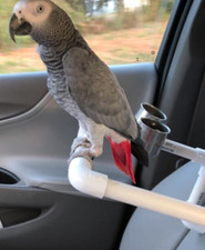 Parrot Car Perch for Travel Perfect for XXLg Parrot-Cockatoo to Macaw