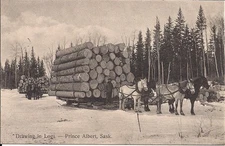 Prince Albert SK Canada, Horses Drawing in Logs, Sled, Logging 1910 Saskatchewan