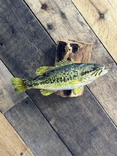 NEW REAL SKIN BEAUTIFUL 8 INCH LARGE MOUTH BASS FISH TAXIDERMY WALL MOUNT