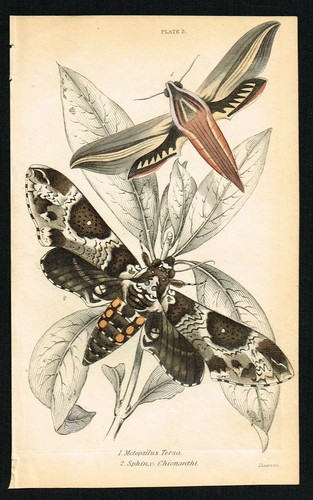 Rustic Sphinx, M.Tersa, Moths, Hand-Colored Antique Entomology Print - 1841