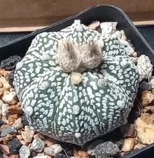 Astrophytum Super Kuboto Nature's Art Mini Cactus Each One Unique