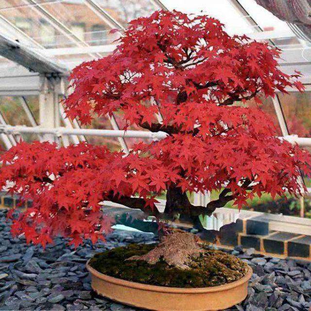 bonsai anzucht set First Bonsai Set – Phoenix Tree (Blauglockenbaum) – Abeona main image 0